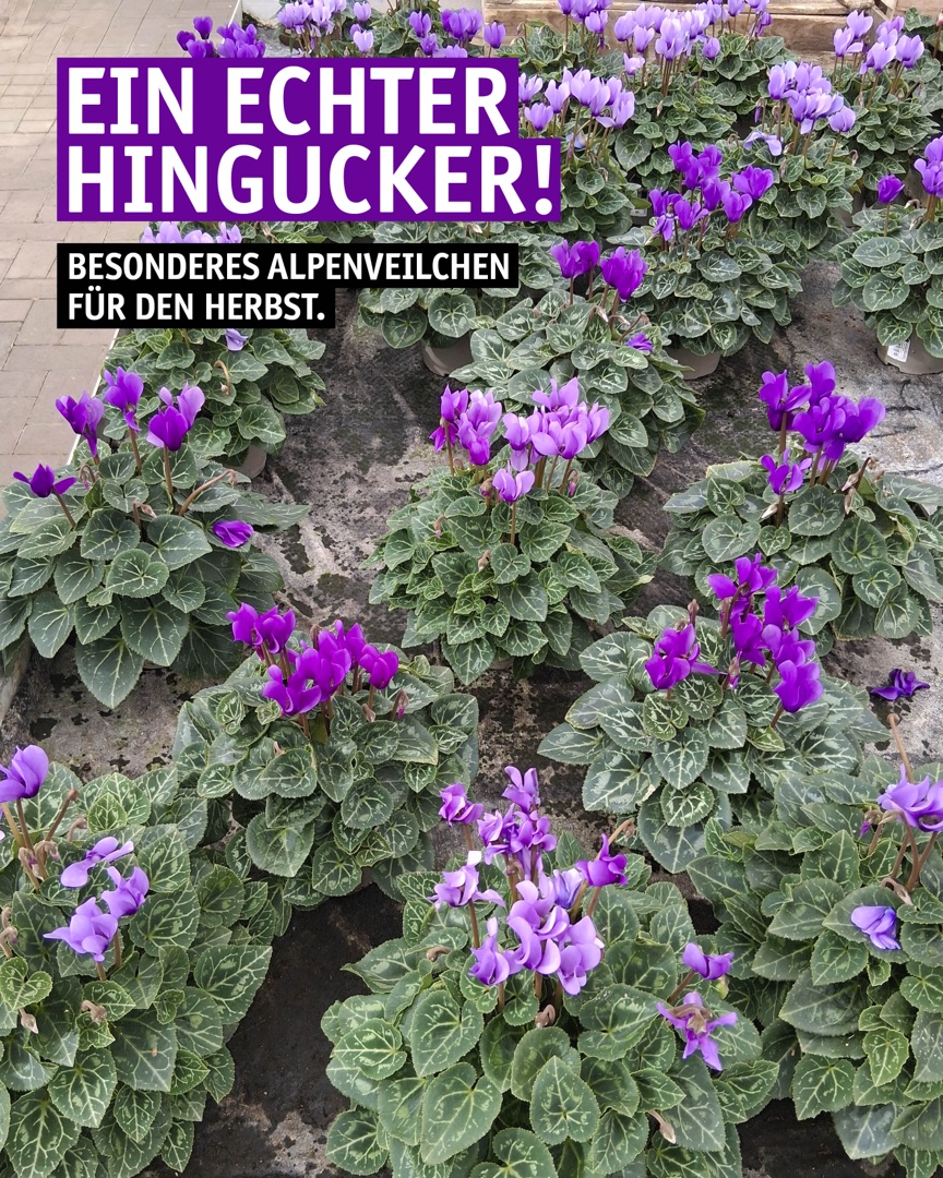 Instagram Beitrag: Ein echter Hingucker: besondere Alpenveilchen für den Herbst.