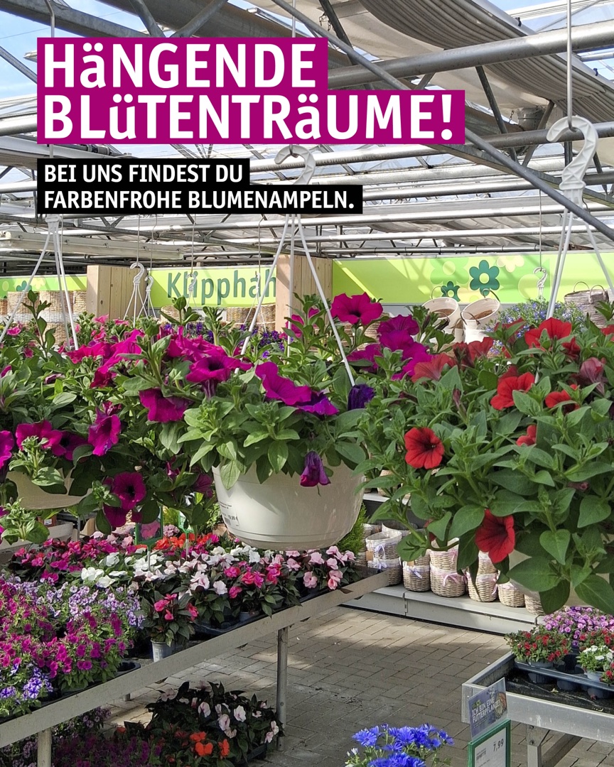 Instagram Beitrag: Hängende Blütenträume: farbenfrohe Blumenampeln.