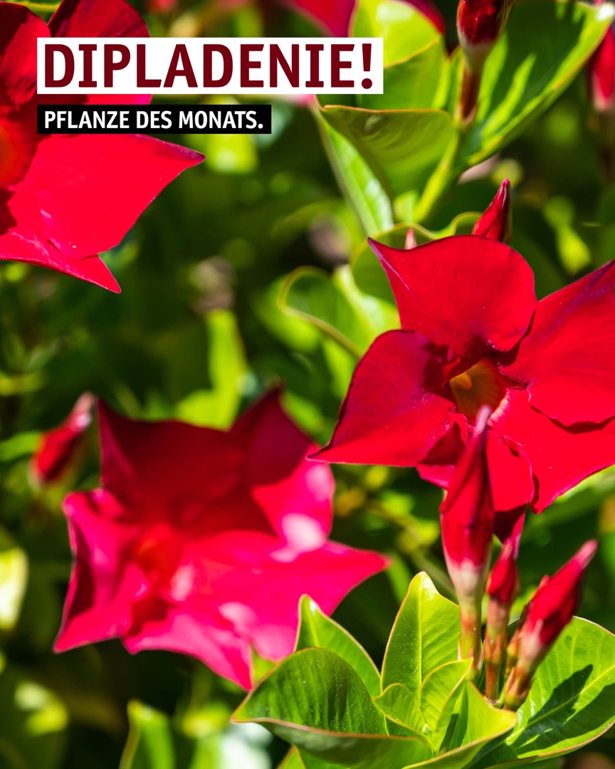 Instagram Beitrag: Pflanze des Monats: die Dipladenie.