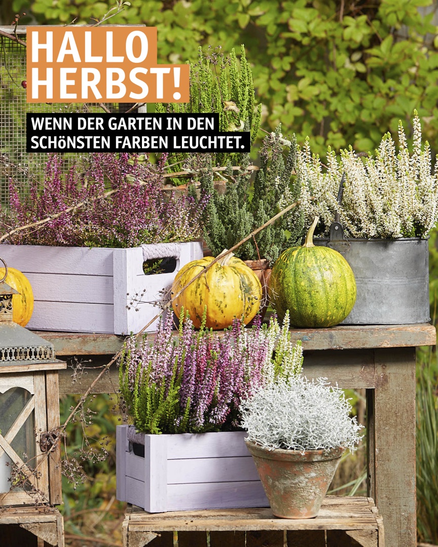 Instagram Beitrag: Hallo Herbst! Wenn der Garten in den schönsten Farben leuchtet.