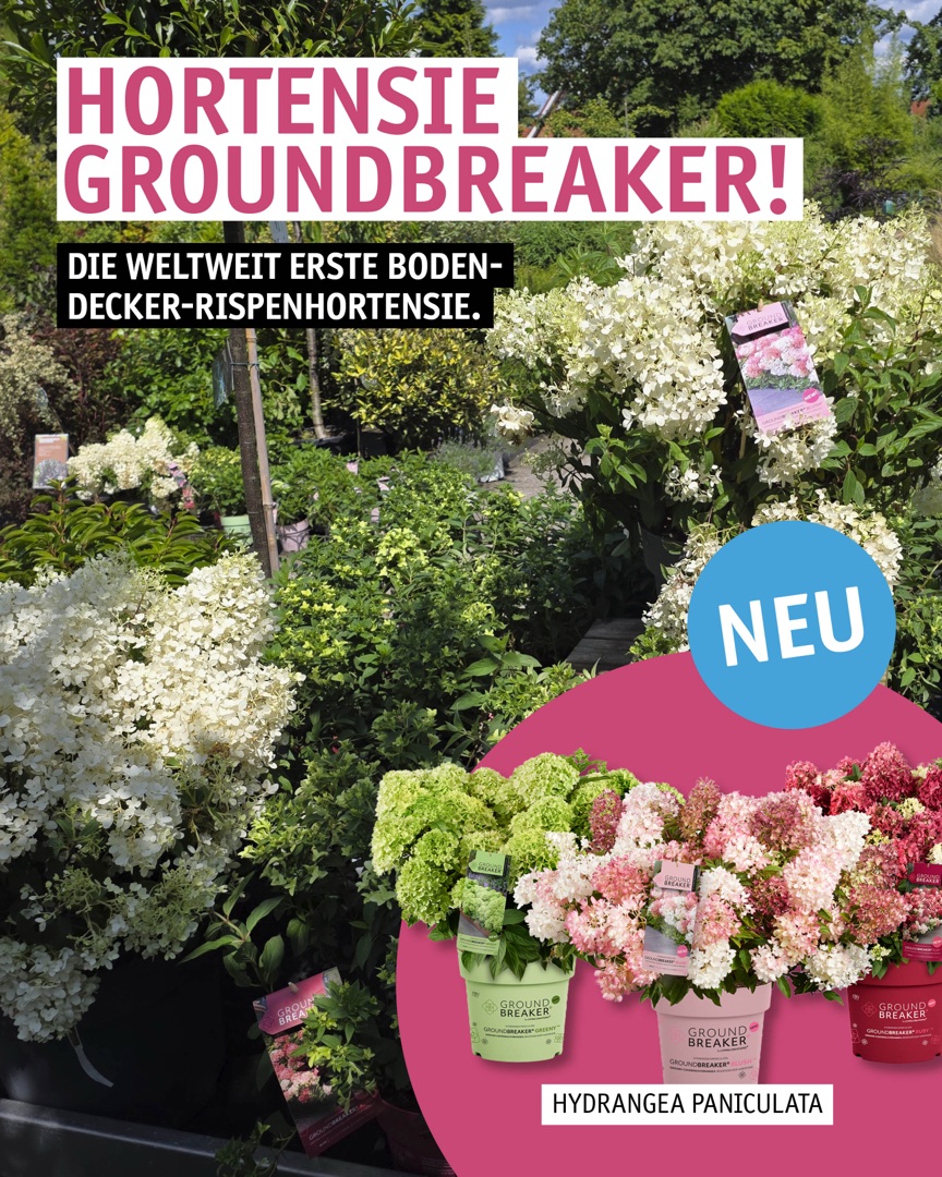 Instagram Beitrag: Neu bei uns: die Hortensie Groundbreaker.