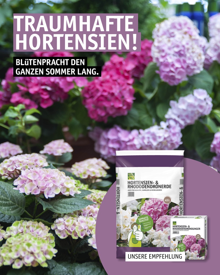 Instagram Beitrag: Traumhafte Hortensien, Blütenpracht den ganzen Sommer lang.
