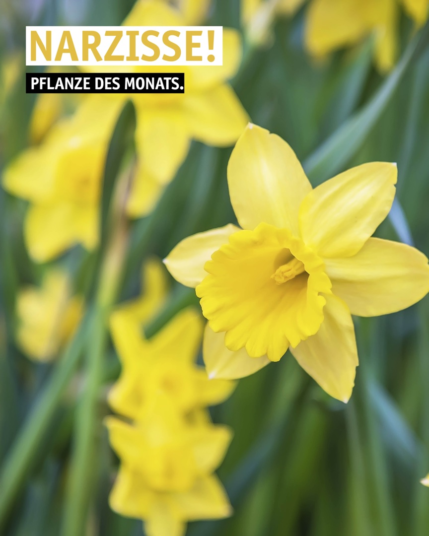 Instagram Beitrag: Pflanze des Monats: die Narzisse.
