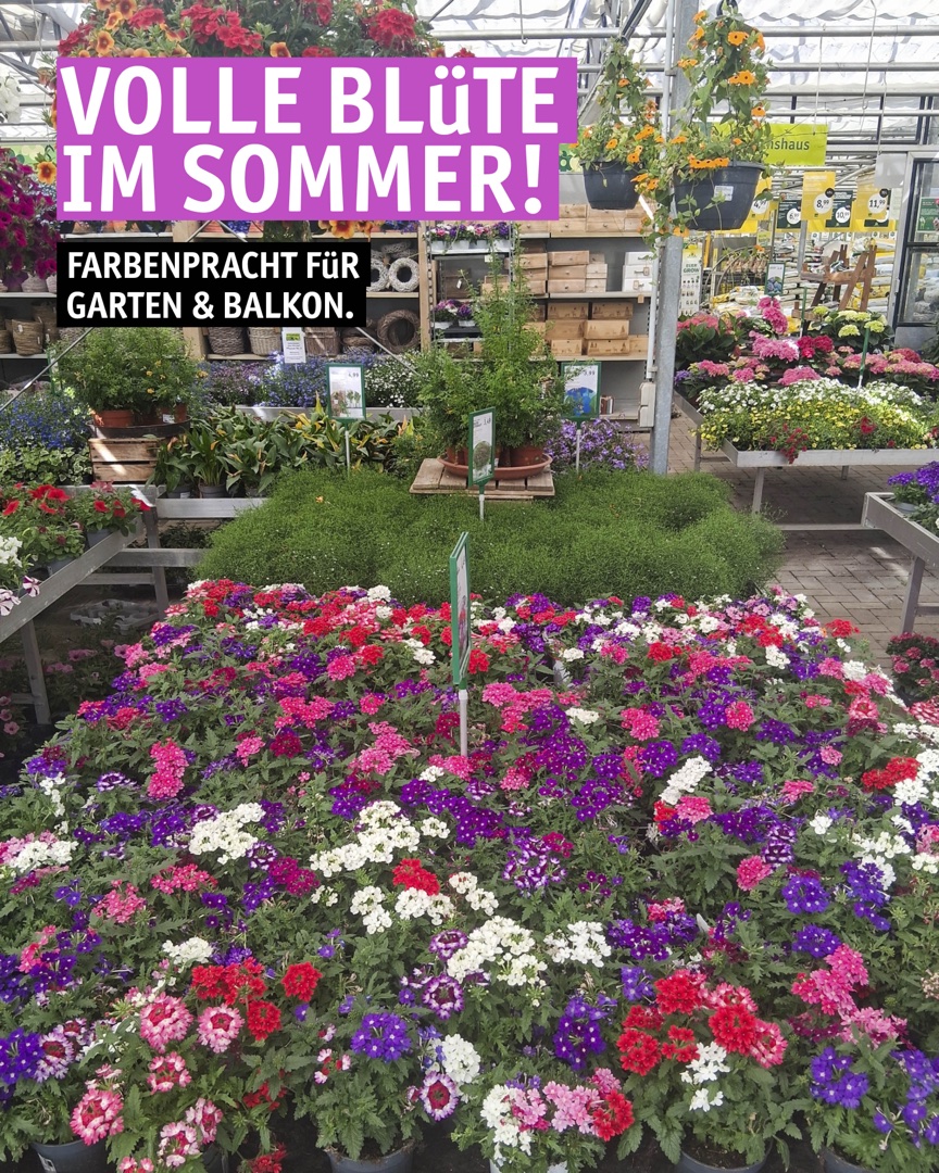 Instagram Beitrag: Volle Blüte im Sommer! Farbenpracht für Garten und Balkon.