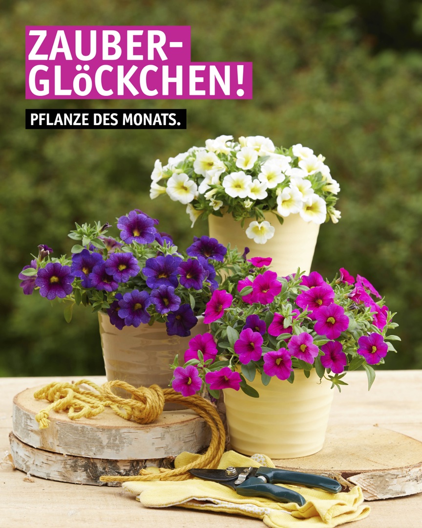 Instagram Beitrag: Unsere Pflanze des Monats: das Zauberglöckchen.